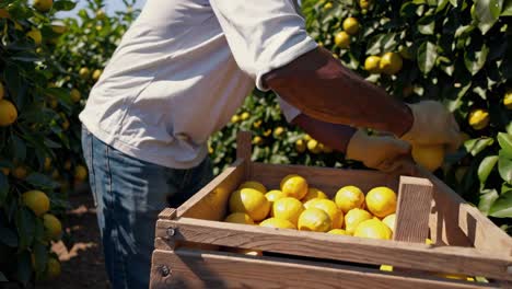 farmer picking citrus fruits