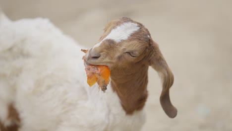 goat-chewing-food-in-the-village