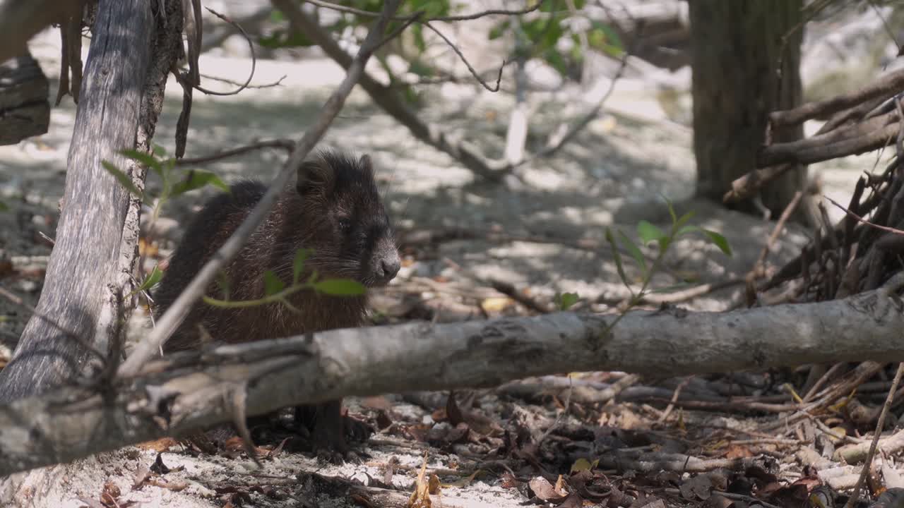 A small, brown, fluffy animal in a forest setting