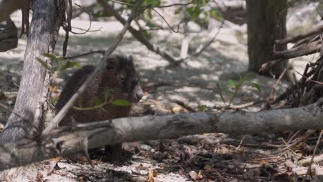 a small, brown, fluffy animal in a forest setting