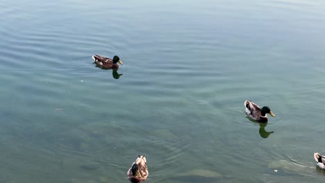 Caldecott-Lake-in-Rugby,-Warwickshire-with-ducks-and-swan-during-the-summer-4K