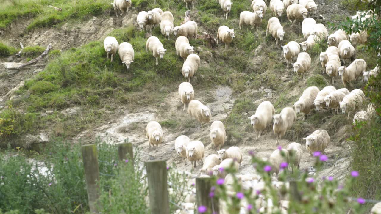 A herd of beautiful white sheep running from the hillside of New Zealand - wide pan