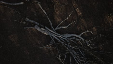 árboles cortados cubiertos de escarcha en otoño invierno vista aérea de pájaros de madera