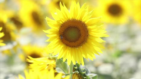 bee, sunflower, slow motion, stock video, insect, pollinator, flower, nature, honey, nectar, pollen, pollination