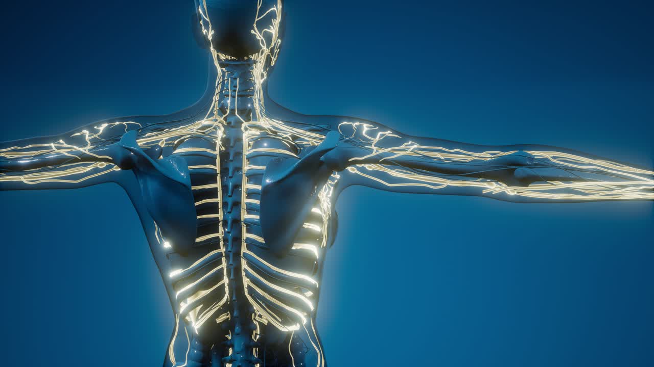 vasos sanguíneos del cuerpo humano