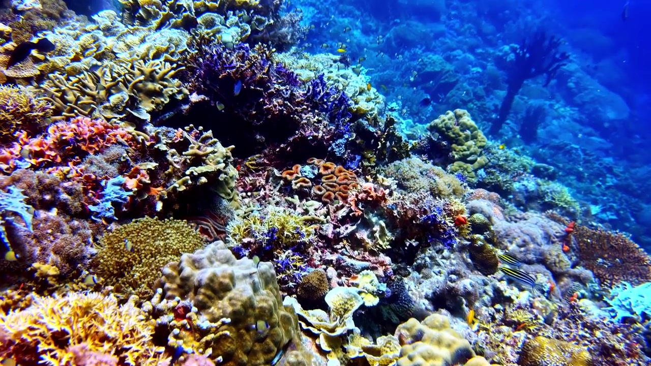 Filipinler'de, kristal berraklığında mavi suda renkli ve yumuşak mercanlar, çeşitli resif yapıları ve küçük tropikal balıkların yer aldığı canlı bir tropikal mercan resifinin geniş su altı görüntüsü.