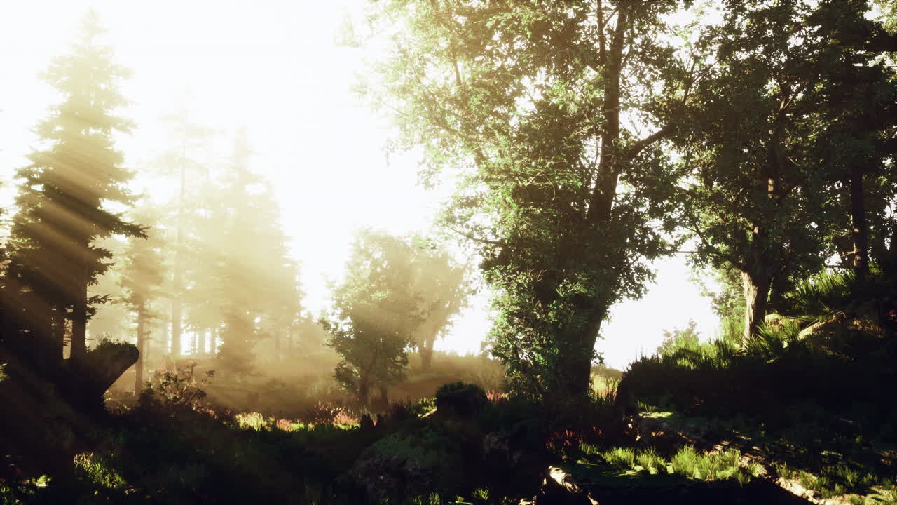 안개를 통해  ⁇ 빛으로 조명 된 버크 나무의 숲