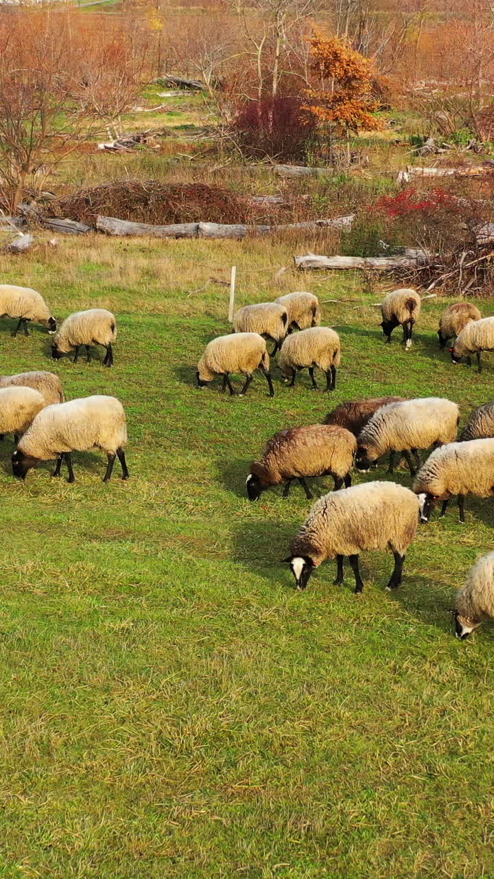 Sheep grazing outdoors. Herd of white and brown sheep feeding on a meadow. Flock of sheep and lamb in farmland. Vertical video