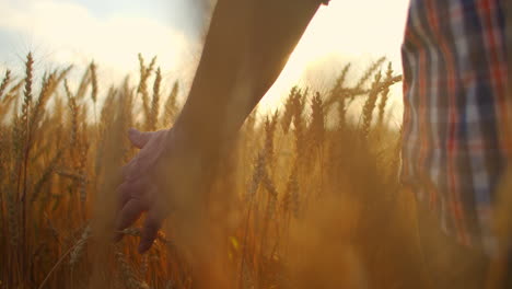 slow motion: farmers hand touches the ear of wheat at sunset. the agriculturist inspects a field of ripe wheat. farmer on a wheat field at sunset. agriculture concept. agricultural business.