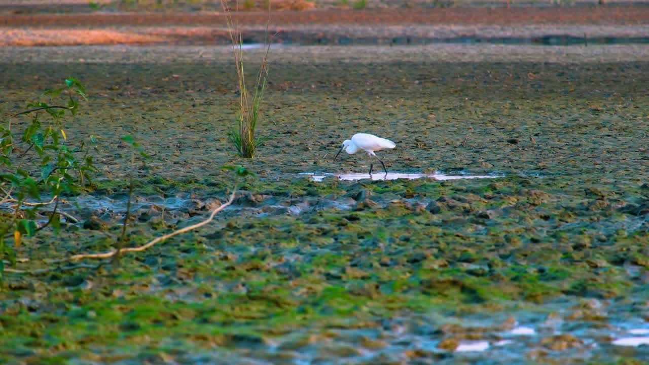 pequeña garza en un humedal en el campo de bangladesh - toma amplia