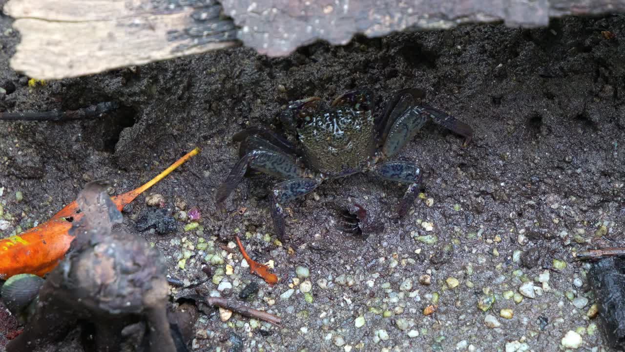 맹그로브 습지의 진 바닥에서 는 나무 등반 크래브, 근접 촬영