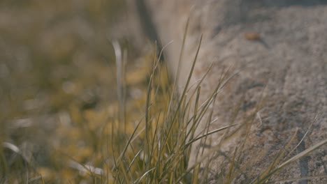 Grass-blowing-in-the-wind.-Denmark