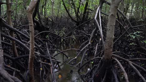 mangrove forest on water - mangrove roots