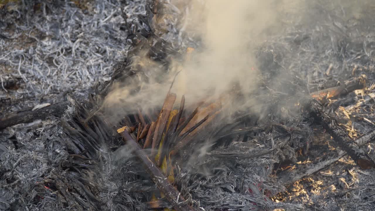 마른 코코넛 잎은 불타고 재가 되었다