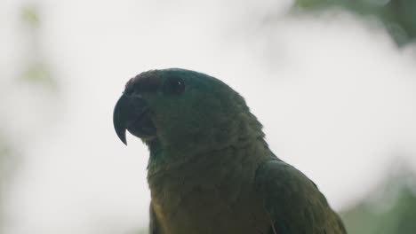 El-Loro-Amazónico-Festivo-Extendió-Sus-Alas-Preparándose-Para-Despegar