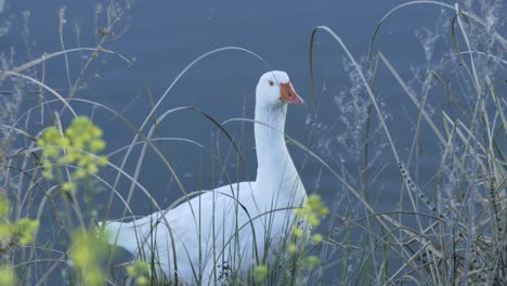 un ganso blanco en la orilla de un río