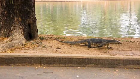 lagarto varano arrastrándose por un árbol en el parque lumpini, fondo de agua tranquila, luz del día