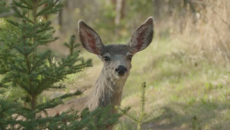 Curious-female-Mule-Deer-in-forest-looking-at-camera-and-walking-away