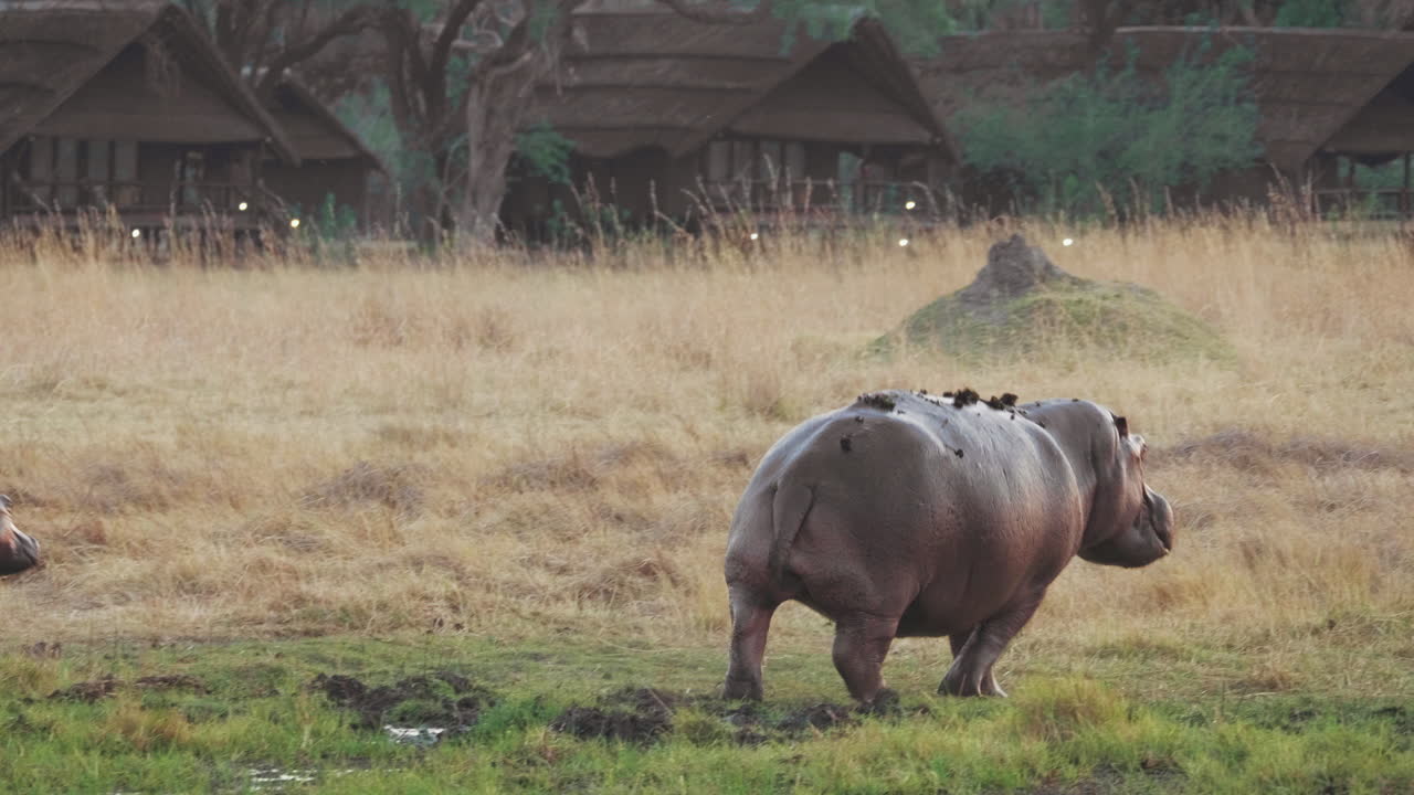una madre y un ternero hipopótamo corriendo por la pradera húmeda - sartén ancha