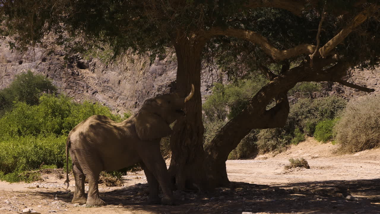 An old desert elephant bull tears a branch from a tree he's standing under. Profile shot. A rocky mountain ridge and evergreen bushes in the background