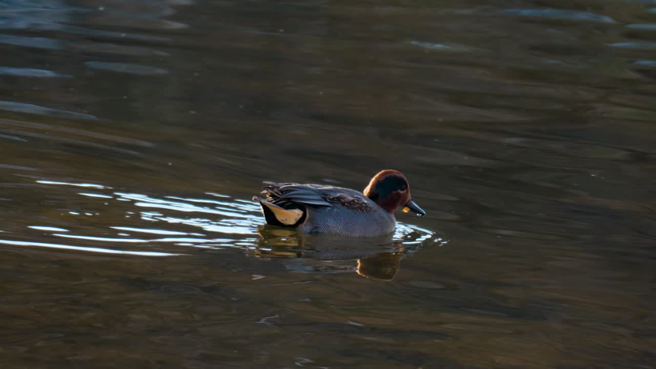 Ritratto di una Marzaiola maschio che cerca alghe su un lago calmo e soleggiato.