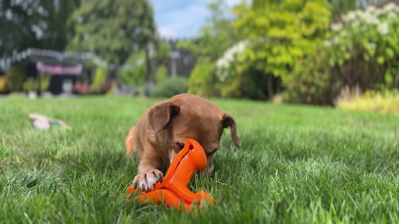 Un simpatico Jack Russell marrone che mastica un osso, affetto da raffreddore da fieno e che starnutisce verso la fine dell'inquadratura