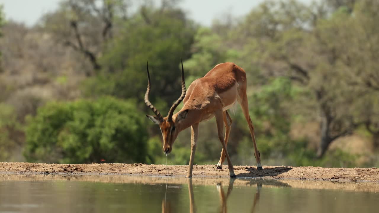 A male impala drinking at a waterhole in front of an underground hide before lifting his head to look, Greater Kruger