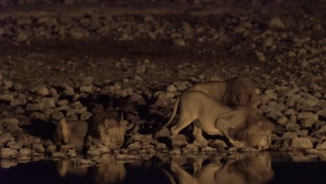 lions drinking water during the night at oaza in okaukuejo in namibia, etosha national park.