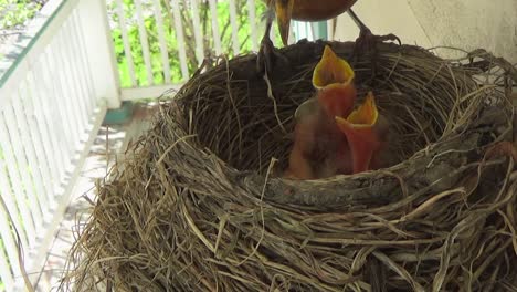 mamá petirrojo alimenta con polilla a tres lindos pajaritos y se ocupa de la caca