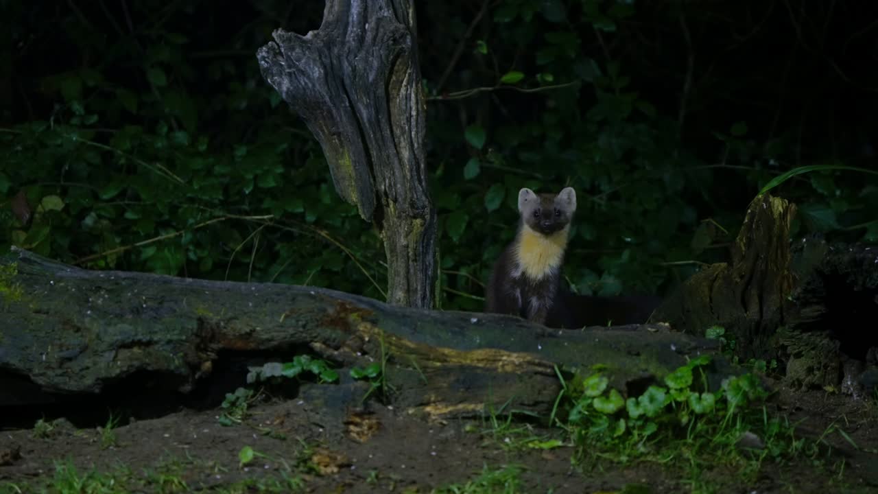A pine marten climbing up a moss-covered trunk in the dark forest of Drenthe