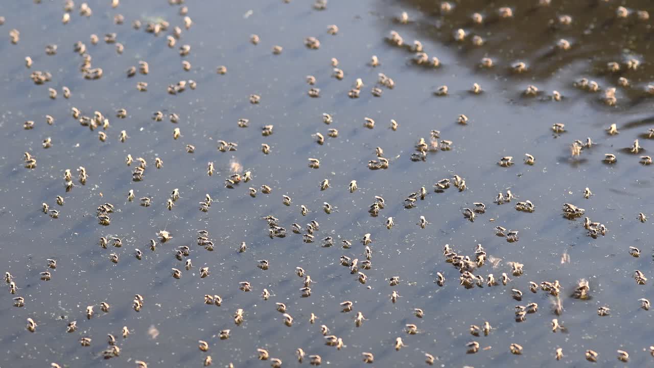Dipterans Flying And Floating On The Dirty Pond In Firmat, Santa Fe, Argentina Under The Sunlight - Closeup Shot