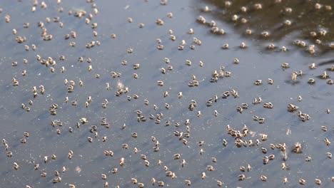 dipterans flying and floating on the dirty pond in firmat, santa fe, argentina under the sunlight - closeup shot