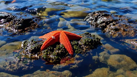 orange starfish on rocks in shallow water