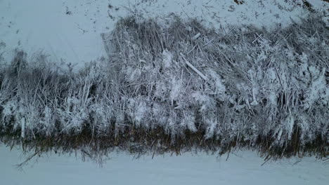 Rising-top-down-drone-shot-of-harvested-trees-cut-down-and-stacked,-covered-in-snow