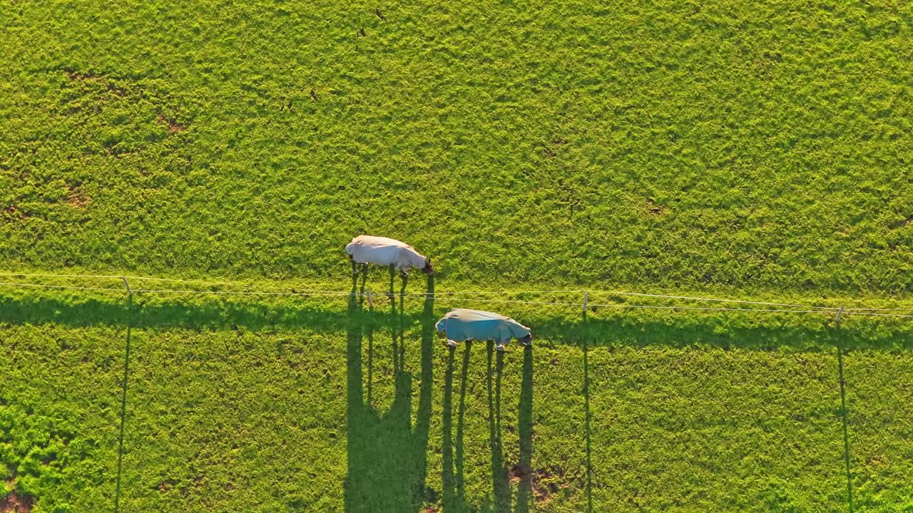 Top down aerial static of two horses wearing rug, grazing in a subdivided pasture in Hemingfield, Barnsley, South Yorkshire, England, with long shadows, warm sunset light, and a linear field layout