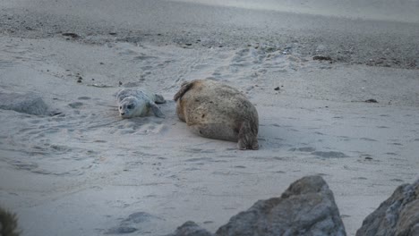 Harbor-seal-pup-is-awake-and-alert-while-mommy-is-exhausted-and-taking-a-nap