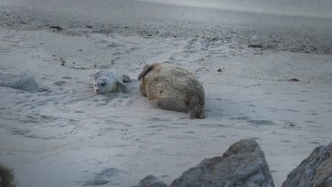 Seehundwelpe-Ist-Wach-Und-Aufmerksam,-Während-Mama-Erschöpft-Ist-Und-Ein-Nickerchen-Macht