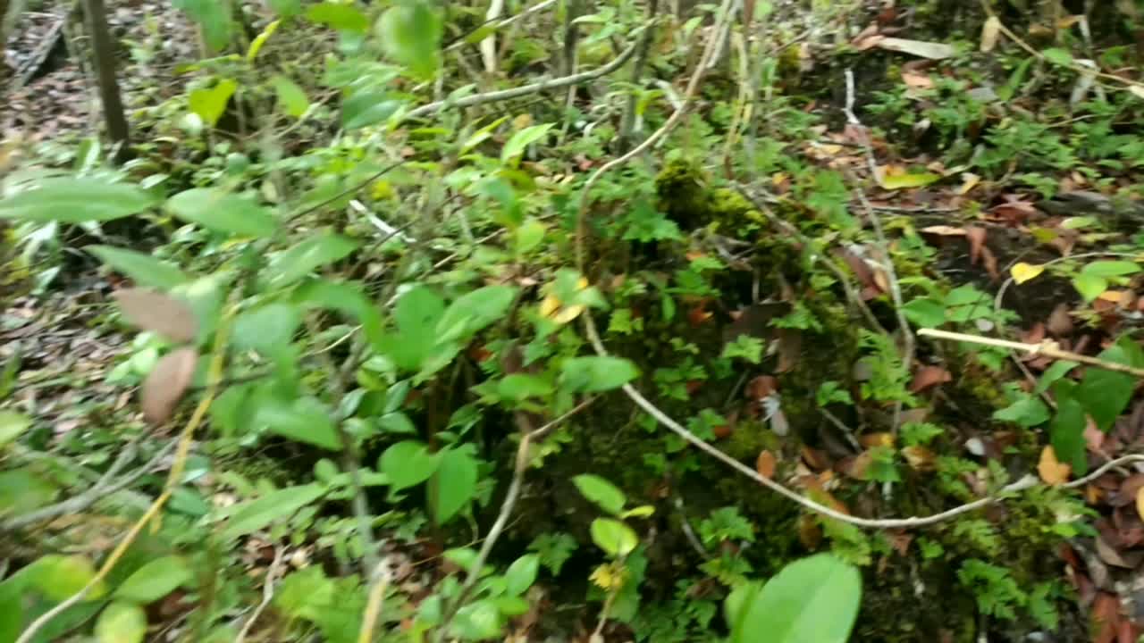 parque de conservación kersik luway