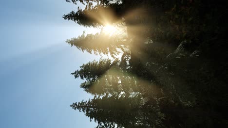 Sun-Beams-through-Trees