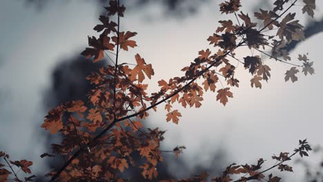 un primer plano de las hojas de otoño brillantes en el fondo oscuro