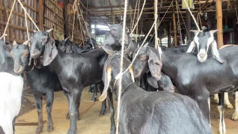 black bengal goats tied with rope at a farm hut for sale or to slaughter for meat