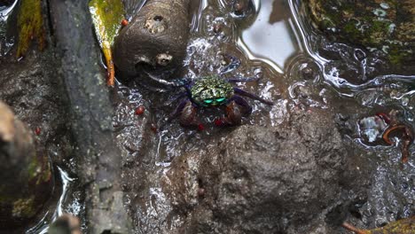 iridescent sesarmine crab moving on the mudflats, foraging for the food on the muddy floors of the mangrove wetlands, captured in a close-up shot during the low tide period