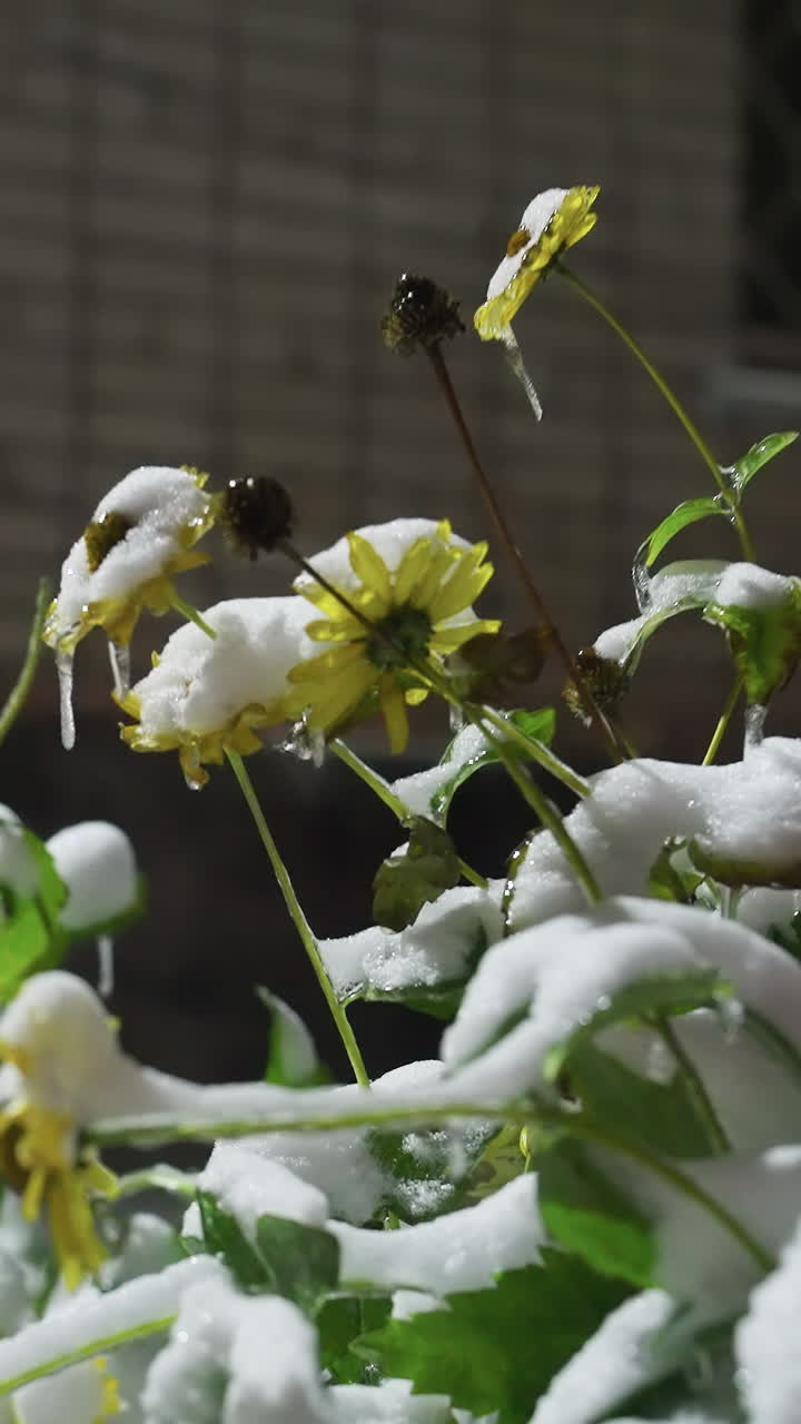 girasoles amarillos cubiertos de nieve con hielos colgando de los pétalos, rodeados de vegetación helada bajo una iluminación suave, la pared del edificio borrosa agrega un fondo urbano rústico