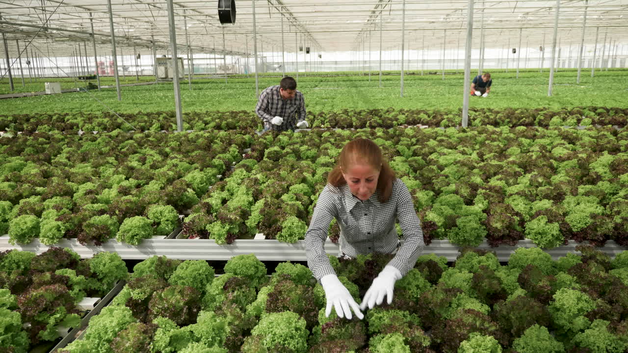 Lettuce Cultivation in a Greenhouse