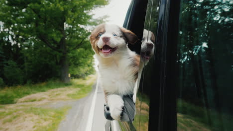 un valiente cachorro espera audazmente mirando por la ventana de un automóvil detrás de sus cachorros, amigos, viajes de mascotas