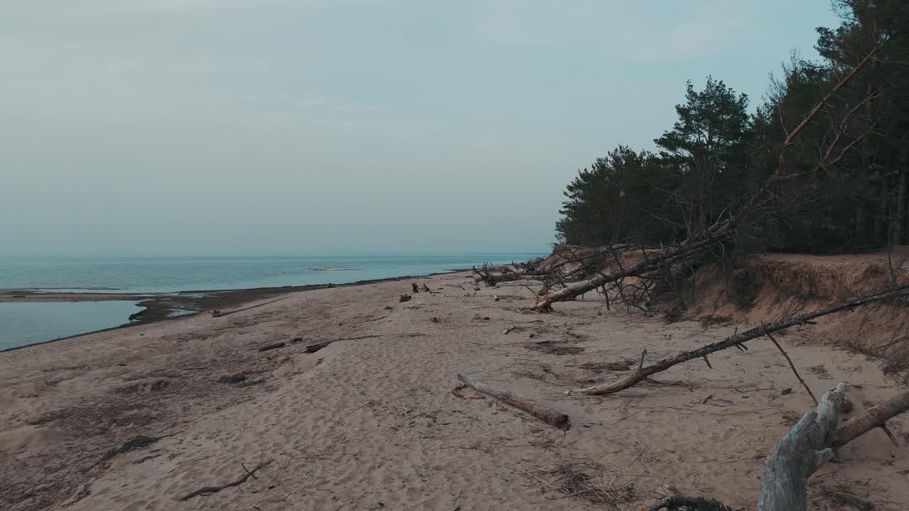 라트비아의 리가 (riga) 만으로 흘러 들어가는 가우자 (gauja) 강은 폭풍으로 인해 파손된 소나무와 해변을 쓸었다.