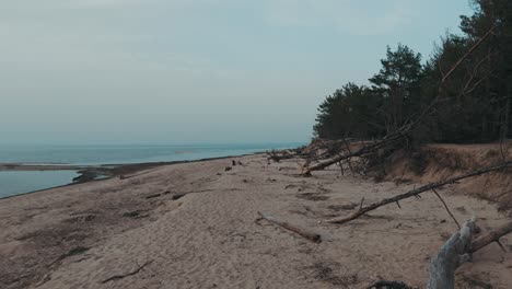 Luftaufnahme-Des-Flusses-Gauja,-Der-In-Die-Ostsee-Mündet,-Golf-Von-Riga,-Lettland,-Zerbrochene-Kiefern-Nach-Einem-Sturm-Und-Angeschwemmte-Ufer