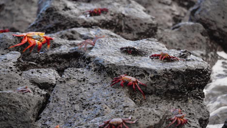 sally lightfoot crabs on lava rocks with waves breaking in background in the galapagos