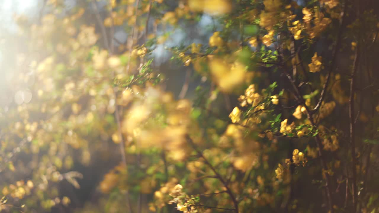 Wind blowing beautiful yellow flowers on wild shrubs, summer evening sunset