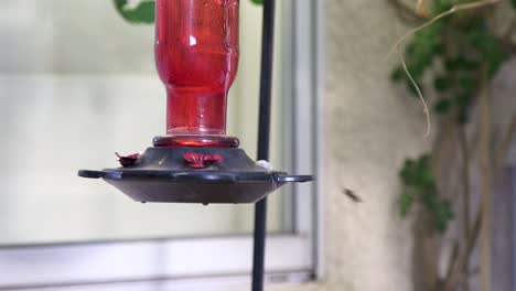 Eine-Biene-Interessiert-Sich-Für-Einen-Gartenkolibri-Futterspender